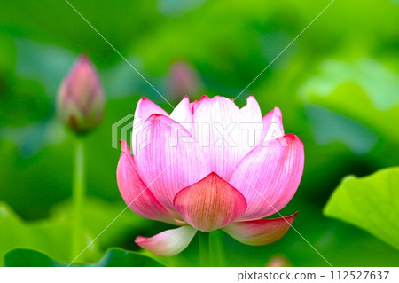 Summer flowers, lotus close up 112527637