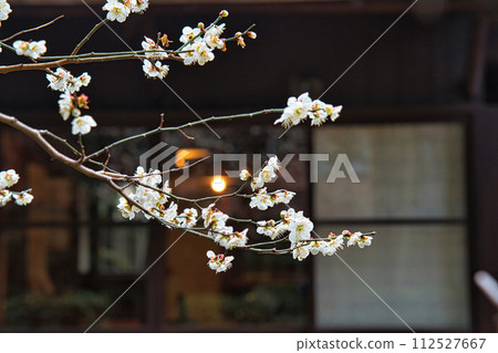 古民居的日式房間裡盛開的白梅花 112527667
