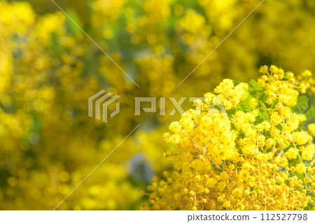 Mimosa telling the spring Mimosa telling the spring 112527798