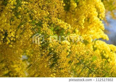 Mimosa telling the spring Mimosa telling the spring 112527802