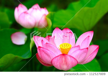 Summer flowers, lotus close up 112527809