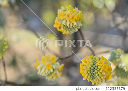 春天,三通花宇宙 春天,三通花宇宙 112527879