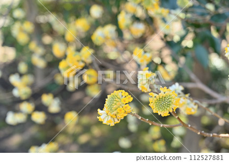 春天，三通花宇宙 112527881