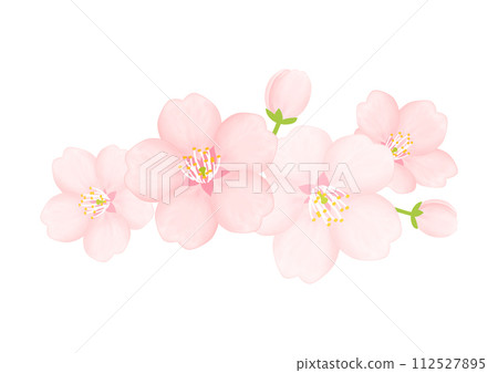 Cherry Blossom	 112527895