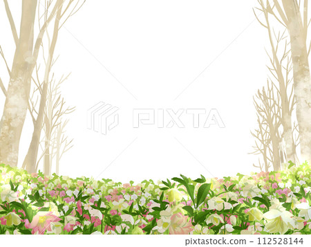 聖誕玫瑰與小樹林背景 聖誕玫瑰與小樹林背景 112528144