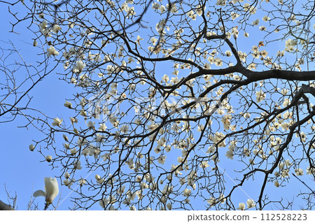 The white magnolias are in full bloom one step ahead of the cherry blossoms. 112528223