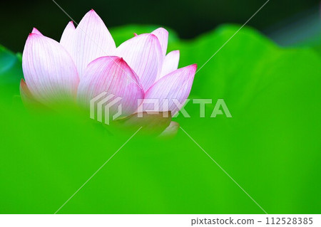 夏花,蓮花特寫 夏花,蓮花特寫 112528385
