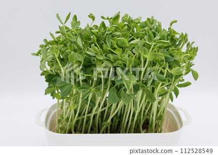 Bean seedlings grown in a white container 112528549