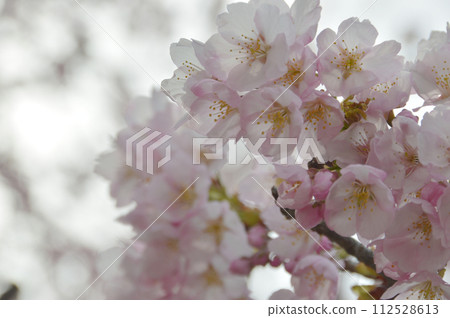 Close-up shot of Somei Yoshino cherry trees starting to bloom - Transparency taken with backlight Close-up shot of Somei Yoshino cherry trees starting to bloom - Transparency taken with backlight 112528613
