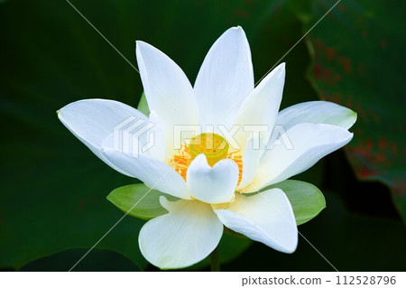 Summer flowers, white lotus close-up 112528796
