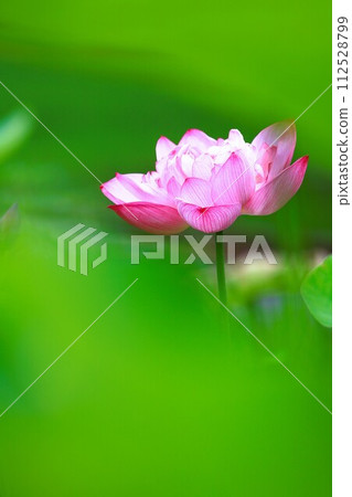 夏花,蓮花特寫 夏花,蓮花特寫 112528799