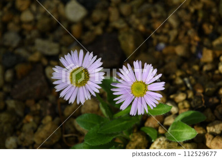生長在北海道高山上的可愛杜鵑花 112529677