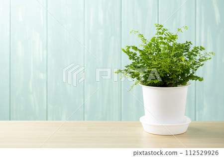blue wall and adiantum blue wall and adiantum 112529926