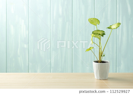 blue wall and syngonium blue wall and syngonium 112529927