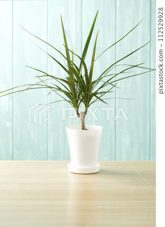 blue wall and dracaena consin blue wall and dracaena consin 112529928