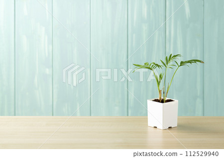 blue wall and table palm blue wall and table palm 112529940