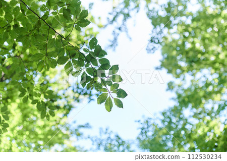 The captivating photograph captures a breathtaking panorama of lush, verdant forest areas, showcasing the serene beauty and natural richness of the picturesque green landscape 112530234