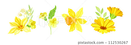 Yellow Blooming Flower as Garden Blossom Vector Set 112530267