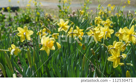 Narcissus flower 112530471
