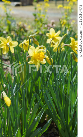 Narcissus flower 112530472