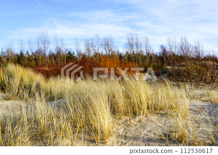 Colorful early spring landscape in Baltic Sea sand dunes with yellow dry grass, red willow branches Colorful early spring landscape in Baltic Sea sand dunes with yellow dry grass, red willow branches 112530617