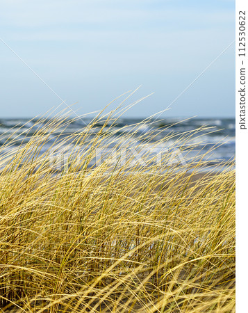 Yellow dry grass bent in the wind against the background of the Baltic Sea, coastal dunes grass Yellow dry grass bent in the wind against the background of the Baltic Sea, coastal dunes grass 112530622
