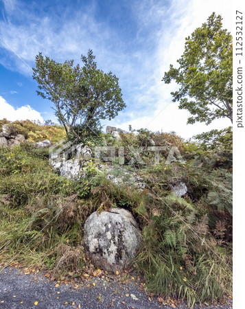 Tree growing on a rock in Ireland Tree growing on a rock in Ireland 112532127