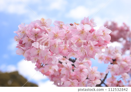 Kawazuzakura8559 112532842