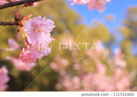 Kawazuzakura8791 112532860