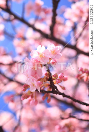 Kawazuzakura 8842 112532862