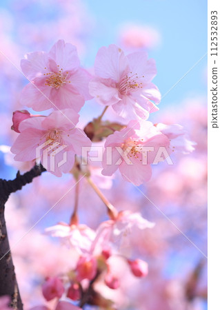 Kawazuzakura8969 112532893
