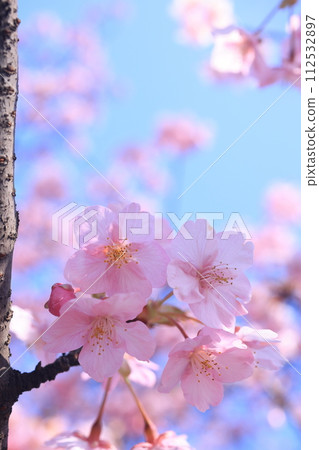 Kawazuzakura8972 112532897