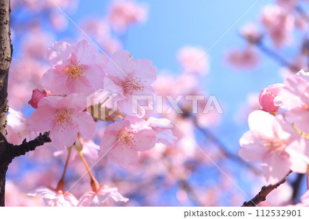 Kawazuzakura8974 112532901