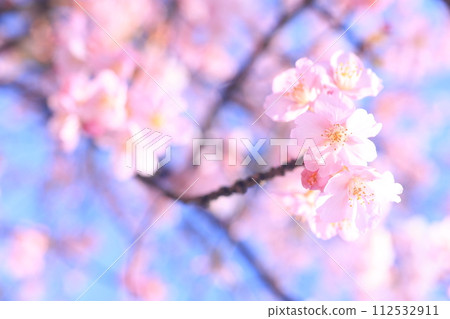 Kawazuzakura8993 Kawazuzakura8993 112532911