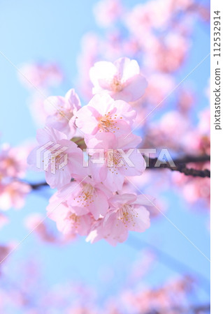 Kawazuzakura8995 112532914