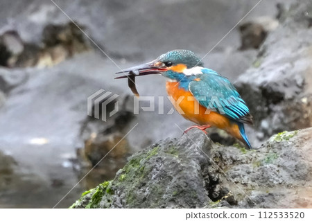 A cute and beautiful kingfisher that came out of nowhere and stopped in front of me 112533520