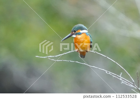 一隻不知從哪兒冒出來停在我面前的可愛美麗的翠鳥 112533528