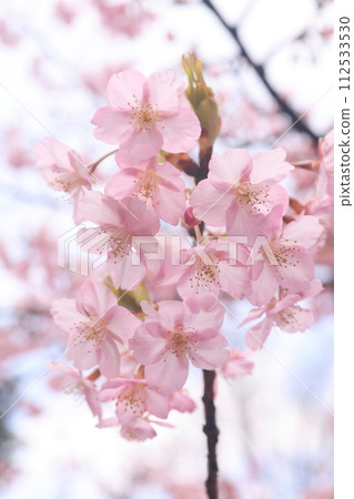 河津櫻8523 112533530