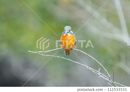 A cute and beautiful kingfisher that came out of nowhere and stopped in front of me A cute and beautiful kingfisher that came out of nowhere and stopped in front of me 112533531