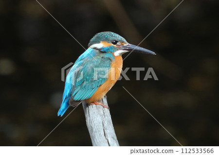 A cute and beautiful kingfisher that came out of nowhere and stopped in front of me 112533566