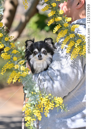 A man holding a mimosa and a chihuahua A man holding a mimosa and a chihuahua 112533969