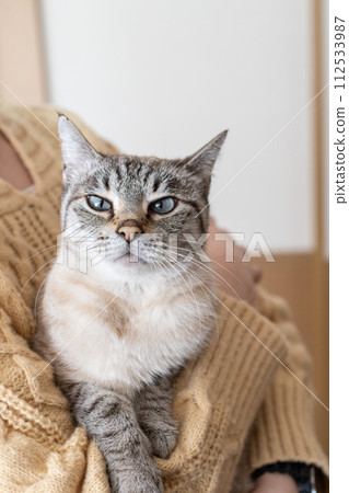 hold a cat 112533987