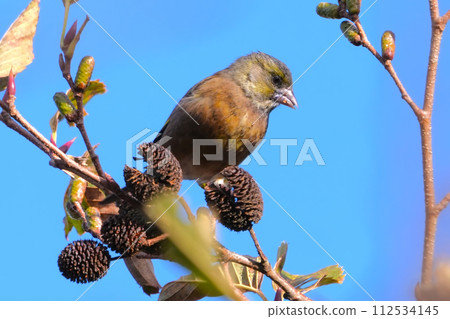 A cute and beautiful Kawarahiwa that came out of nowhere and stopped in front of me 112534145