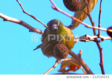 A cute and beautiful Kawarahiwa that came out of nowhere and stopped in front of me 112534151