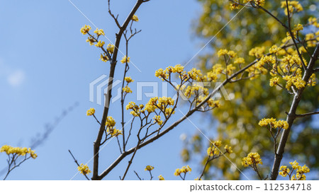 玉髓花 玉髓花 112534718