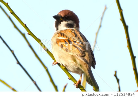 一隻麻雀棲息在盛開的櫻花枝上 112534954