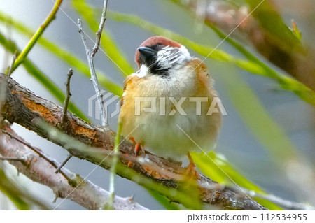一隻麻雀棲息在盛開的櫻花枝上 112534955