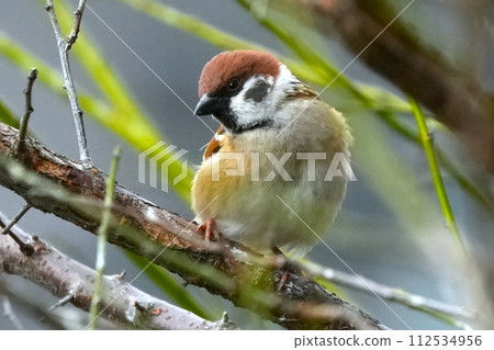 A sparrow perching on a branch of cherry blossoms in full bloom 112534956