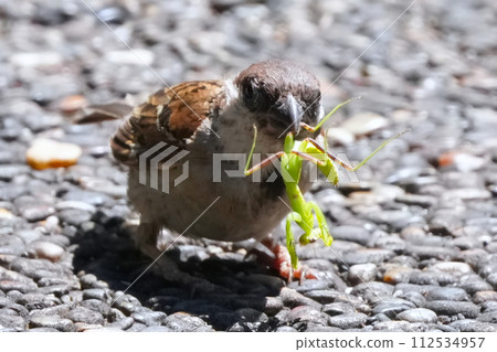 一隻麻雀棲息在盛開的櫻花枝上 112534957