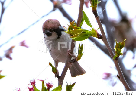一隻麻雀棲息在盛開的櫻花枝上 112534958